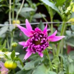 Dahlia in Central Lawn