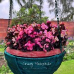 Hanging Baskets in Long Garden