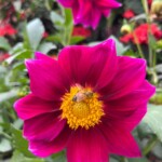 Honey bee sitting on dahlia flower