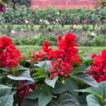 Salvia Splendens