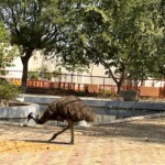 Ostrich in Swan Park