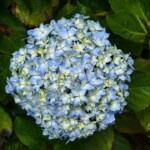 Bigleaf hydrangea Bryant Park - Bigleaf hydrangea