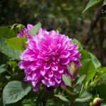 Dahlia pinnata Bryant Park - Dahlia pinnata