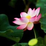 Indian lotus Bryant Park - Indian lotus