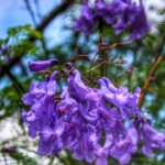 Kurinji flowers Kurinji flowers